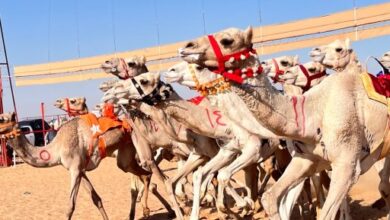 سباقات الهجن فى العلمين.. إحياء تراث عربى يمتد بجذوره عبر التاريخ